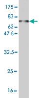 Anti-RBMS1 Mouse Monoclonal Antibody [clone: M1]