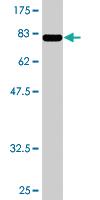 Anti-MKNK1 Mouse Polyclonal Antibody