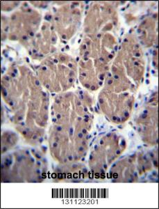 Anti-POLR1B Rabbit Polyclonal Antibody (FITC (Fluorescein Isothiocyanate))