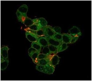 Immunofluorescent analysis of PFA-fixed MCF-7 cells stained with Anti-Lactoferrin Antibody [LTF/4079] followed by Goat Anti-Mouse IgG (CF and #174; 488) (Green). CF and #174; 640A Phalloidin (Red)