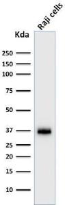 Western blot analysis of Raji cell lysate using Anti-BOB1 Antibody [BOB1/2422]