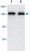 Anti-NEDD9 Mouse Monoclonal Antibody [clone: C7.16D5.2G9.3C6]