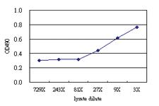 Anti-TRIB3 Antibody Pair