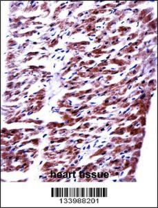 Anti-RM33 Rabbit Polyclonal Antibody (APC (Allophycocyanin))