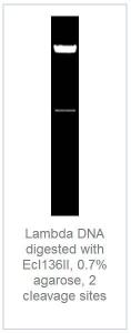 FERMER0251 - ENZYME ECL136II 1500 UNITS