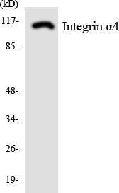 Western blot analysis of the lysates from HeLa cells using Anti-Integrin alpha4 Antibody