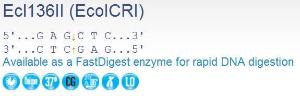 FERMER0251 - ENZYME ECL136II 1500 UNITS