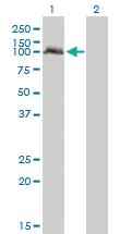 Anti-NPAS2 Mouse Monoclonal Antibody [clone: 6C9]