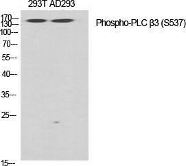 Western blot analysis of various cells using Anti-PLC beta3 (phospho Ser537) Antibody