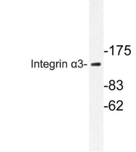 Anti-Integrin beta 1 + Integrin alpha 3 Rabbit Polyclonal Antibody