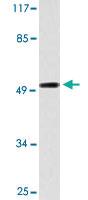 Anti-CPN1 Rabbit Polyclonal Antibody