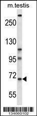 Anti-PAN3 Rabbit Polyclonal Antibody (PE (Phycoerythrin))