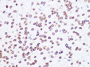 Immunohistochemistry analysis of paraffin-embedded rat brain using Anti-Lamin B2 Antibody [ARC1252] (A309214) at a dilution of 1:100 (40x lens). Perform microwave antigen retrieval with 10 mM PBS buffer pH 7.2 before commencing with IHC staining protocol