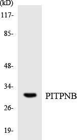 Western blot analysis of the lysates from K562 cells using Anti-PITPNB Antibody