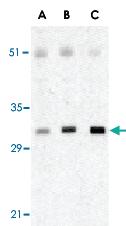 Anti-XAF1 Rabbit Polyclonal Antibody