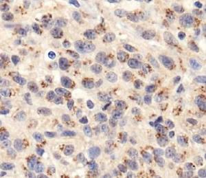 Anti-TLR4 Rabbit Polyclonal Antibody (DyLight® 550)