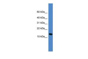 Anti-UFM1 Rabbit Polyclonal Antibody