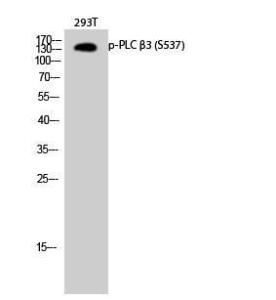 Western blot analysis of 293T cells using Anti-PLC beta3 (phospho Ser537) Antibody