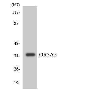 Western blot analysis of the lysates from COLO205 cells using Anti-OR3A2 Antibody