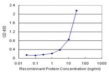 Anti-SPEG Antibody Pair