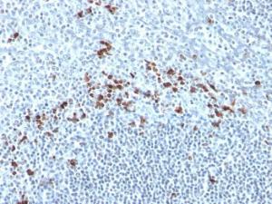 Antibody A252163-100 100 µg