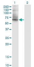 Anti-PUF60 Mouse Monoclonal Antibody [clone: 1C1]