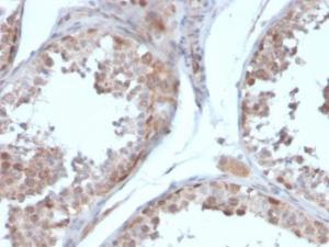 Immunohistochemical analysis of formalin-fixed, paraffin-embedded human testis using Anti-Follistatin Antibody [FST/4281]