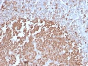 Immunohistochemical analysis of formalin-fixed, paraffin-embedded human tonsil using Anti-BOB1 Antibody [BOB1/2422]