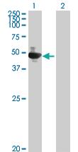 Anti-GOLGA2 Mouse Polyclonal Antibody