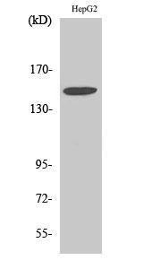 Anti-Integrin beta 1 + Integrin alpha 3 Rabbit Polyclonal Antibody