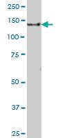 Anti-GOLGA2 Mouse Polyclonal Antibody