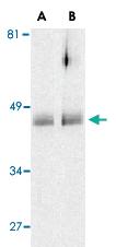 Anti-HTRA2 Rabbit Polyclonal Antibody