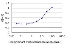 Anti-SLC26A5 Mouse Monoclonal Antibody [clone: 1F4]