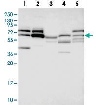 Anti-ZNF329 Rabbit Polyclonal Antibody