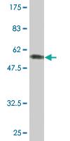 Anti-SUN1 Mouse Monoclonal Antibody [clone: 2D10]