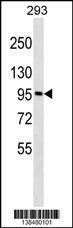 Anti-GOLGA6A Rabbit Polyclonal Antibody (AP (Alkaline Phosphatase))