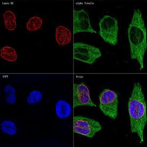 Confocal imaging of HeLa cells using Anti-Lamin B2 Antibody [ARC1252] (A309214), at a dilution of 1:100, (red)