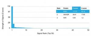 Analysis of protein array containing more than 19,000 full-length human proteins using Anti-BOB1 Antibody [BOB1/2422