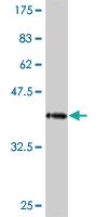 Anti-PCDHA10 Mouse Monoclonal Antibody [clone: 1F6]