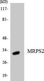 Anti-MRPS2 Rabbit Polyclonal Antibody