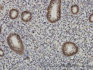 Anti-AFF4 Mouse Monoclonal Antibody [clone: 2E12]