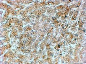 Anti-PPP1R15A Antibody (A83758) (2 µg/ml) staining of paraffin embedded Human Liver. Steamed antigen retrieval with citrate buffer pH 6, HRP-staining