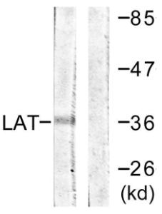 Western blot analysis of lysates from A549 cells using Anti-LAT Antibody. The right hand lane represents a negative control, where the antibody is blocked by the immunising peptide