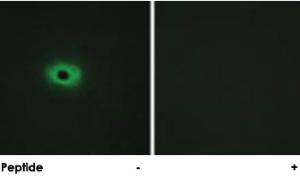 Anti-SDC4 Rabbit Polyclonal Antibody