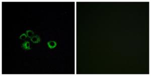 Immunofluorescence analysis of MCF7 cells using Anti-OR2Z1 Antibody. The right hand panel represents a negative control, where the antibody was pre-incubated with the immunising peptide