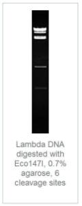 Restriction enzyme, Eco147I (StuI), Fermentas