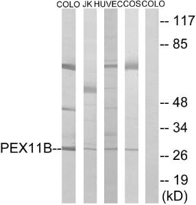 Western blot analysis of lysates from COLO, HUVEC, COS7, and Jurkat cells using Anti-PEX11B Antibody. The right hand lane represents a negative control, where the antibody is blocked by the immunising peptide.