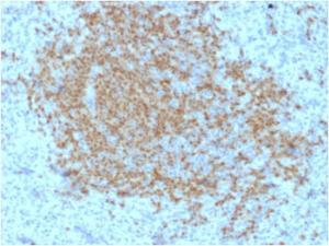 Immunohistochemical analysis of formalin-fixed, paraffin-embedded human spleen using Anti-BOB1 Antibody [BOB1/2423]