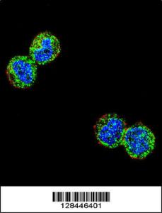 Anti-NFKBIL1 Rabbit Polyclonal Antibody (Biotin)