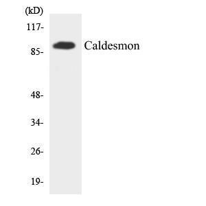 Western blot analysis of the lysates from HT 29 cells using Anti-Caldesmon Antibody